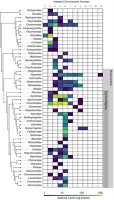 Diptera and Drosophila Karyotype Databases: A Useful Dataset to Guide Evolutionary and Genomic Studies